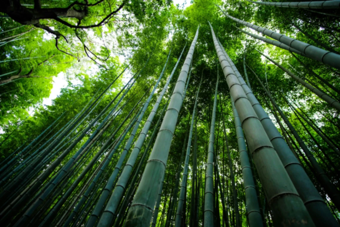 Arashiyama Bamboo Forest Kyoto Scenic Walking Area