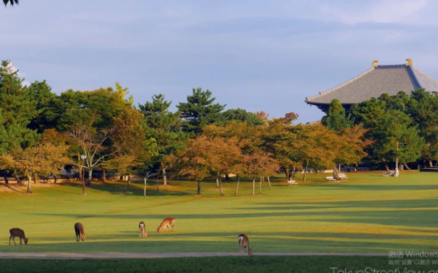 Nara Park & Deer Experience